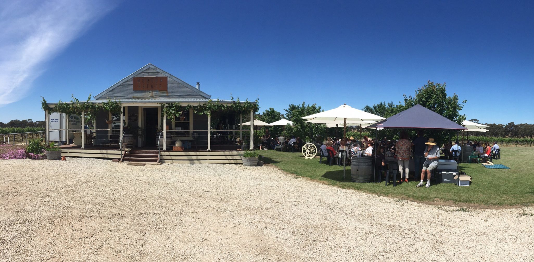 Norton Estate Wines in the Vines – November 2021 Featured Image